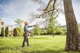 Best Tree Risk Assessment  in Castle Pines, CO