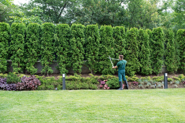 Best Lawn Renovation and Restoration  in Castle Pines, CO