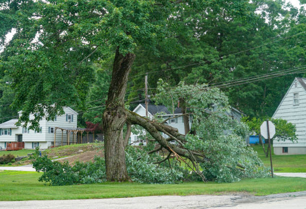 Best Commercial Tree Services  in Castle Pines, CO